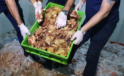 Şanlıurfa Haliliye’de 10 Ton Kaçak Tavuk Ele Geçirildi
